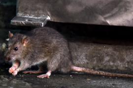 Нашествия крыс по всему миру: учёные пытаются понять причину