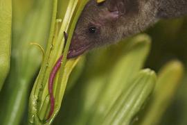 Редкий вид летучих мышей обнаружили в Аризоне благодаря образцам слюны