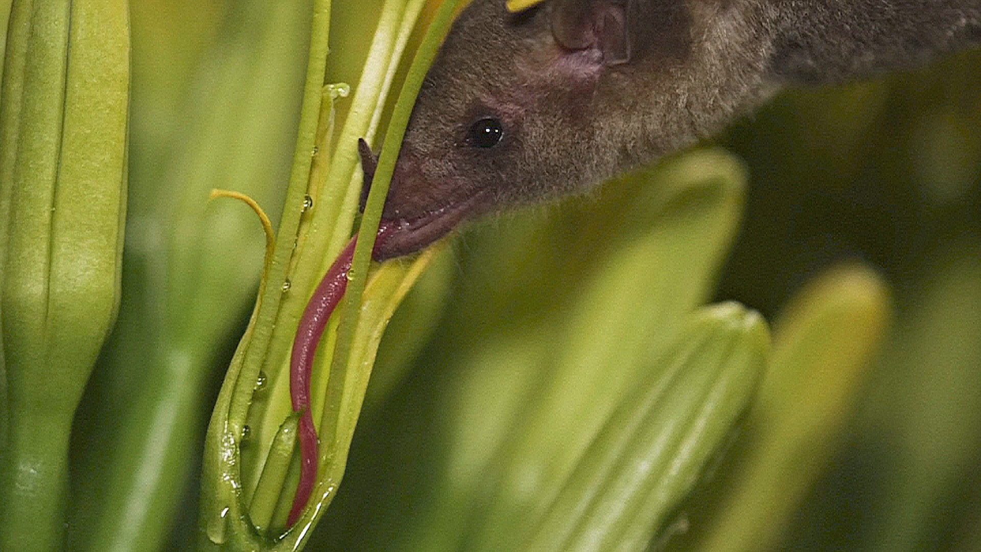 Редкий вид летучих мышей обнаружили в Аризоне благодаря образцам слюны Редкий вид летучих мышей обнаружили в Аризоне благодаря образцам слюны
