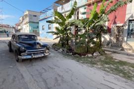 В Гаване на разбитом асфальте вырос банановый сад