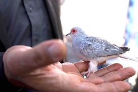 Любитель птиц из Ирака превратил увлечение в бизнес