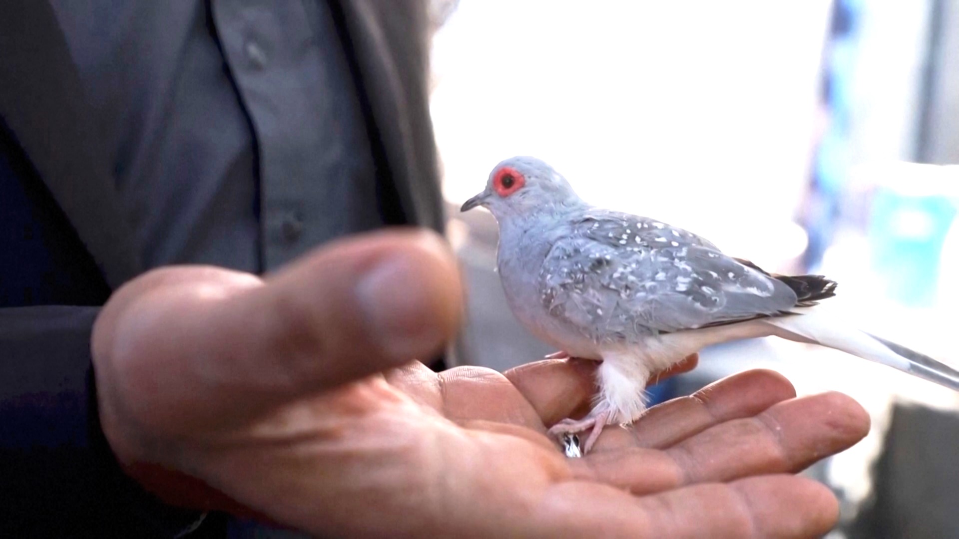 Любитель птиц из Ирака превратил увлечение в бизнес