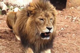 В Иордании лечат хищников, спасённых из зон военных конфликтов