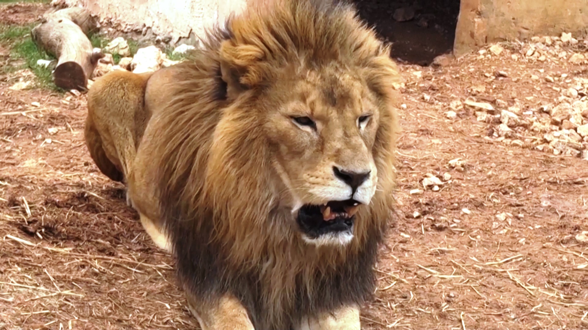 В Иордании лечат хищников, спасённых из зон военных конфликтов