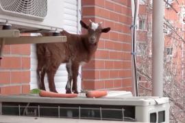 В Мадриде пожарные спасли козу с подоконника на пятом этаже здания