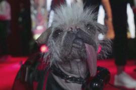 Как выглядит собака, получившая собачий «Оскар»