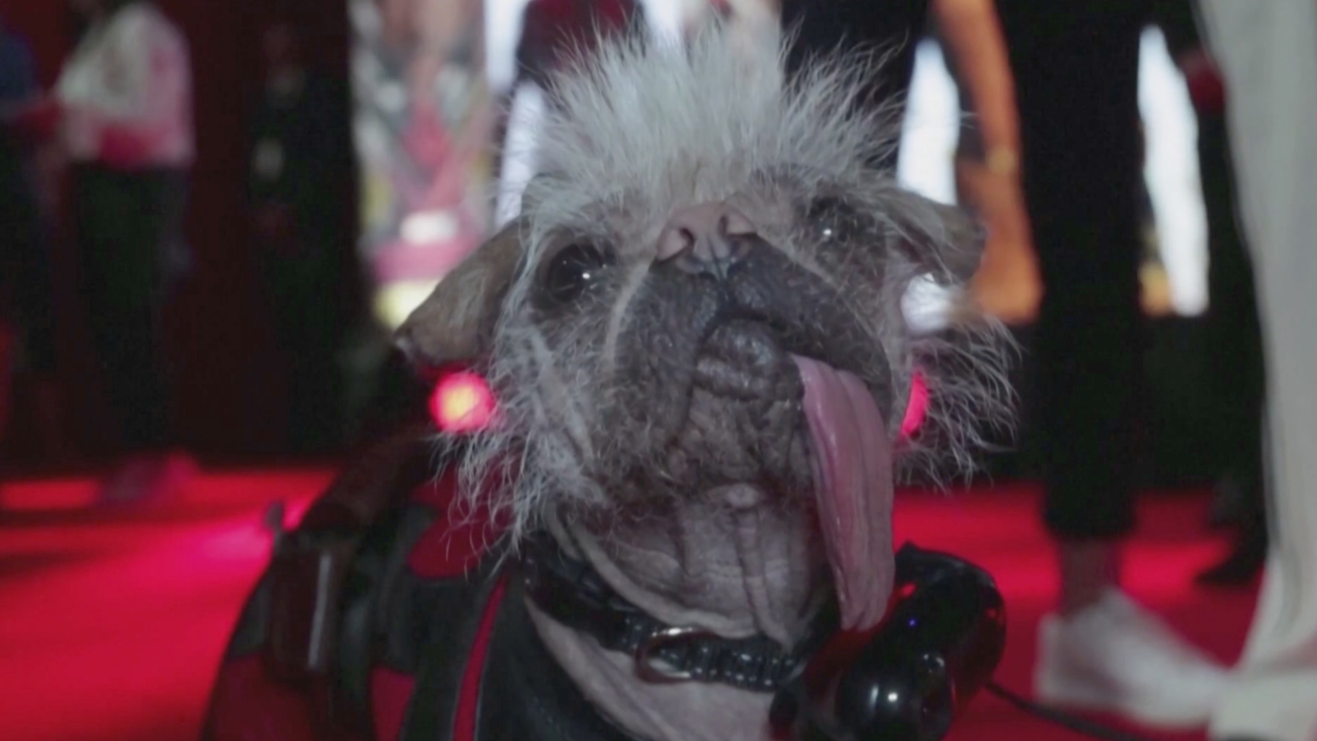 Как выглядит собака, получившая собачий «Оскар» Как выглядит собака, получившая собачий «Оскар»