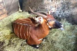 17 редких антилоп бонго привезли в Кению из США