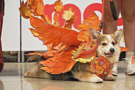 Корги в костюме феникса: как в Хошимине прошла выставка домашних питомцев