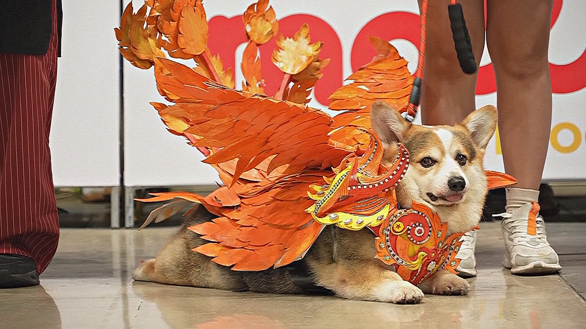 Корги в костюме феникса: как в Хошимине прошла выставка домашних питомцев Корги в костюме феникса: как в Хошимине прошла выставка домашних питомцев