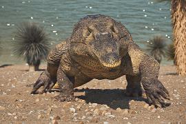 Обнаруженные в Бразилии останки рассказывают об эпохе до динозавров