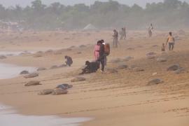 Массовое гнездование: 700 000 оливковых черепах приплыли к пляжу в Индии