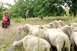 Всё больше женщин в Венгрии становятся пастушками