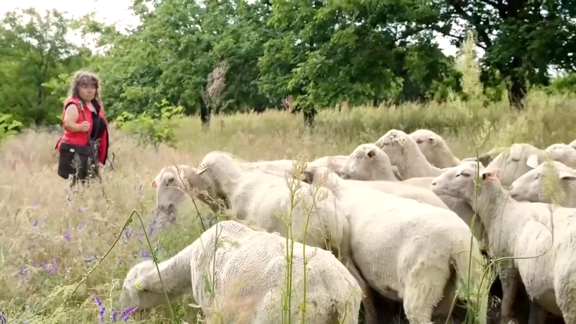 Всё больше женщин в Венгрии становятся пастушками