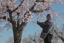 В Испании миндаль зацвёл на три неделе раньше