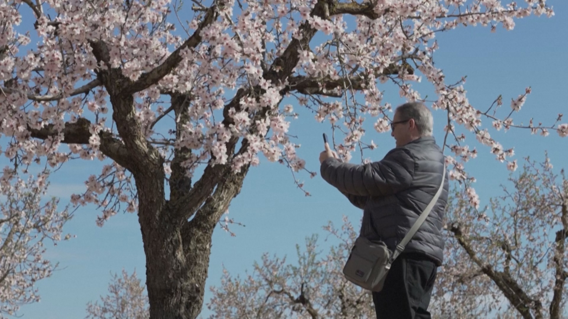 В Испании миндаль зацвёл на три неделе раньше В Испании миндаль зацвёл на три неделе раньше