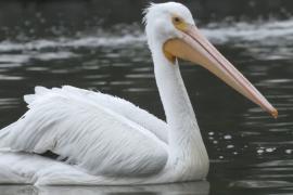 В Мехико стало прилетать больше американских пеликанов