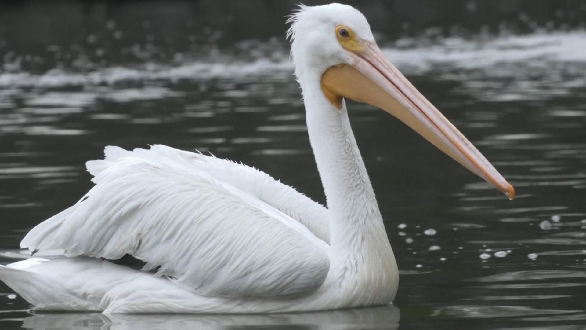 В Мехико стало прилетать больше американских пеликанов В Мехико стало прилетать больше американских пеликанов