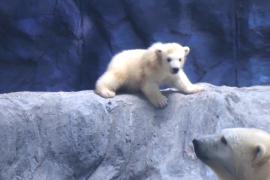 В Бразилии показали детёныша белых медведей, подаренных Россией