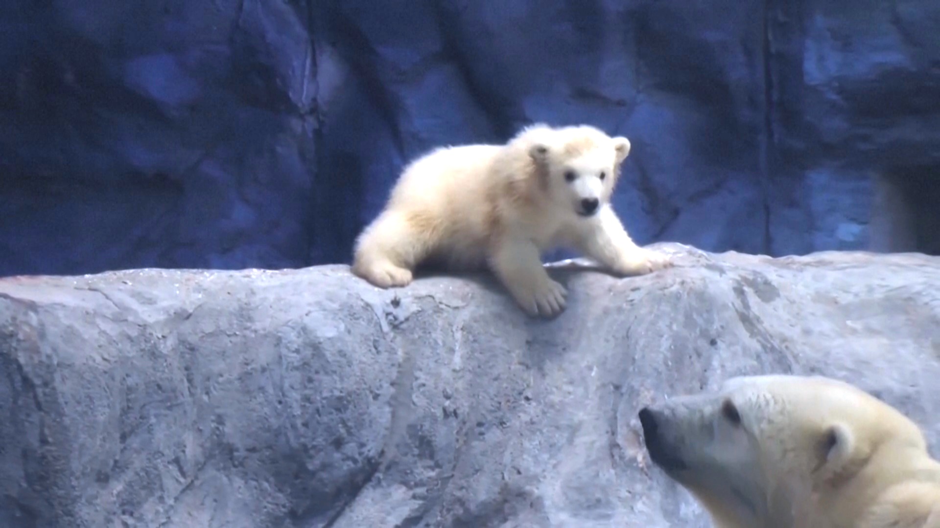 В Бразилии показали детёныша белых медведей, подаренных Россией В Бразилии показали детёныша белых медведей, подаренных Россией