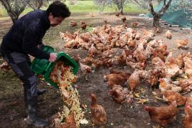 На Кипре нашли работу для кур «на пенсии»