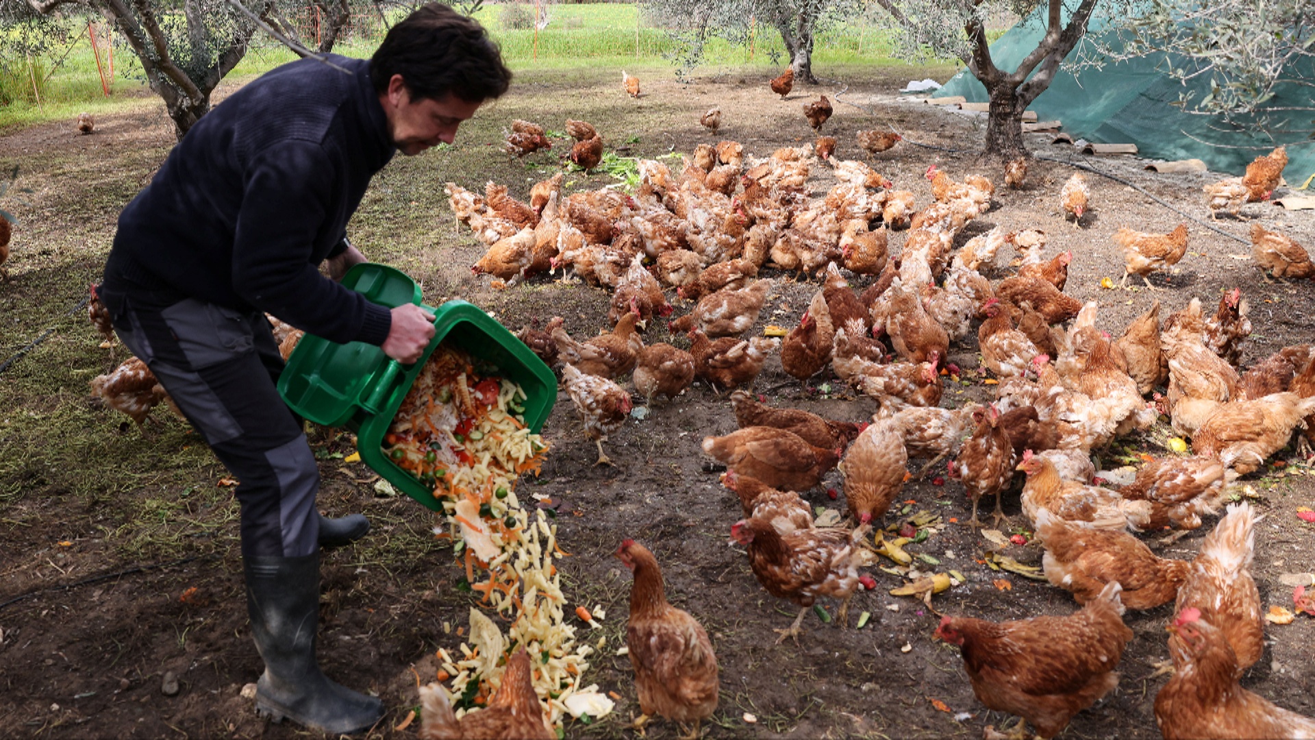 На Кипре нашли работу для кур «на пенсии» На Кипре нашли работу для кур «на пенсии»