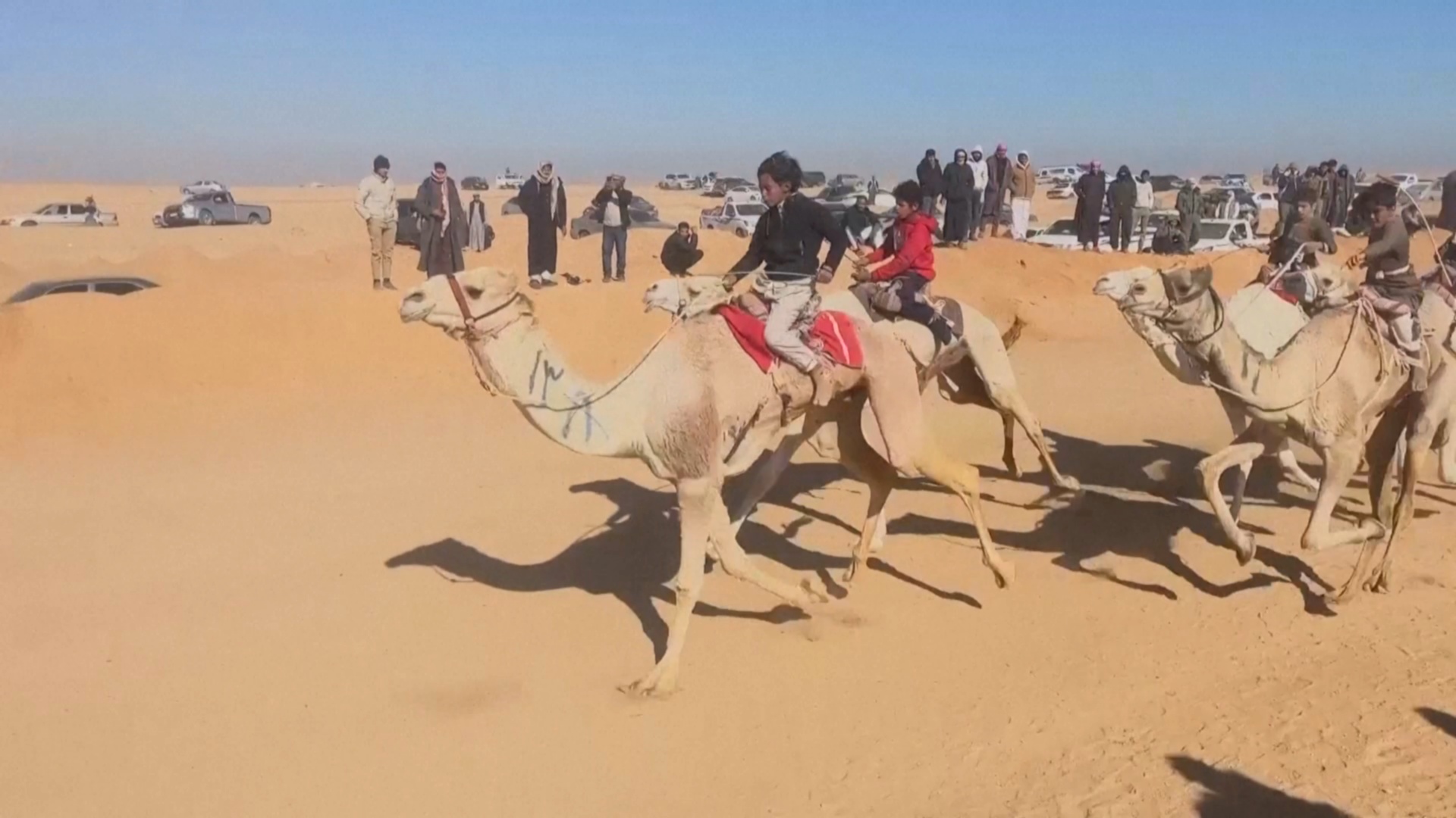 Верблюжьи скачки после пяти лет перерыва вернулись в Египет