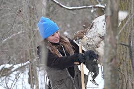Соколиная охота в США переживает трудности из-за более коротких и тёплых зим