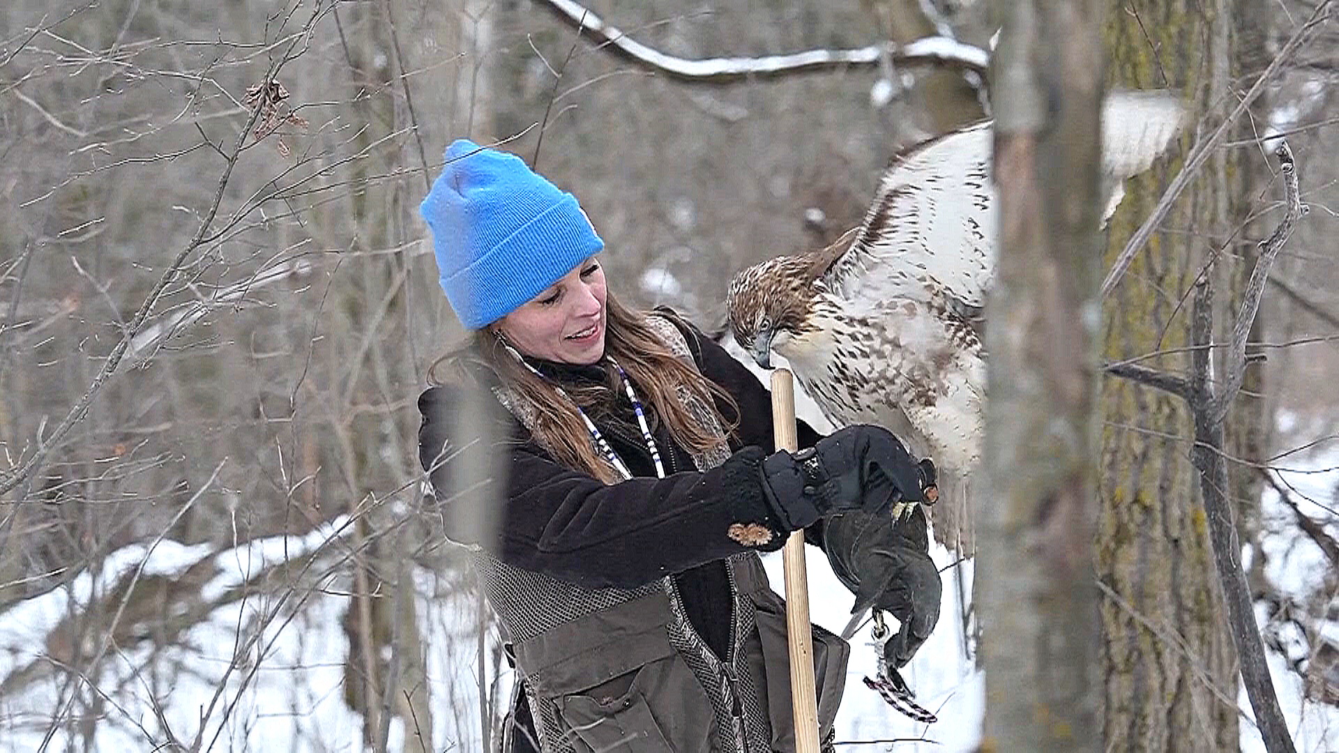 Соколиная охота в США переживает трудности из-за более коротких и тёплых зим Соколиная охота в США переживает трудности из-за более коротких и тёплых зим