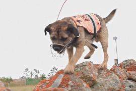 Собаки в Новой Зеландии помогают находить инвазивных хищников