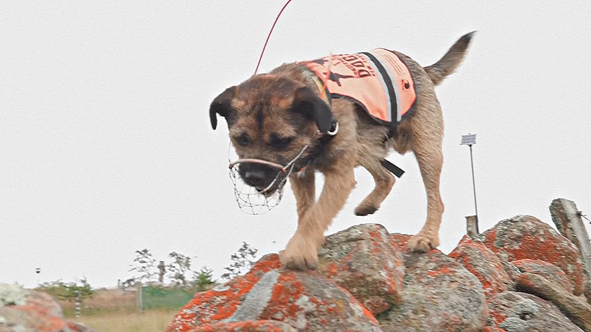 Собаки в Новой Зеландии помогают находить инвазивных хищников