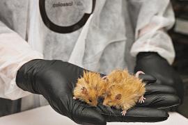 В США вывели мышей с шерстью мамонтов