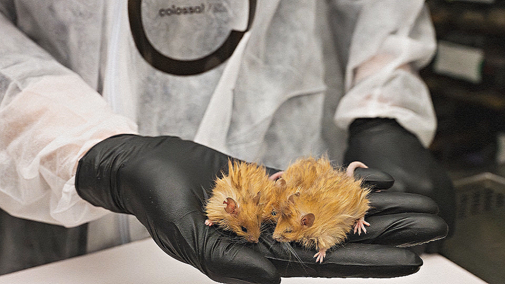 В США вывели мышей с шерстью мамонтов В США вывели мышей с шерстью мамонтов