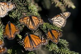 Зоны зимовки бабочки-монарха расширяются