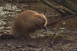 Диких бобров впервые за 400 лет официально выпустили в Англии