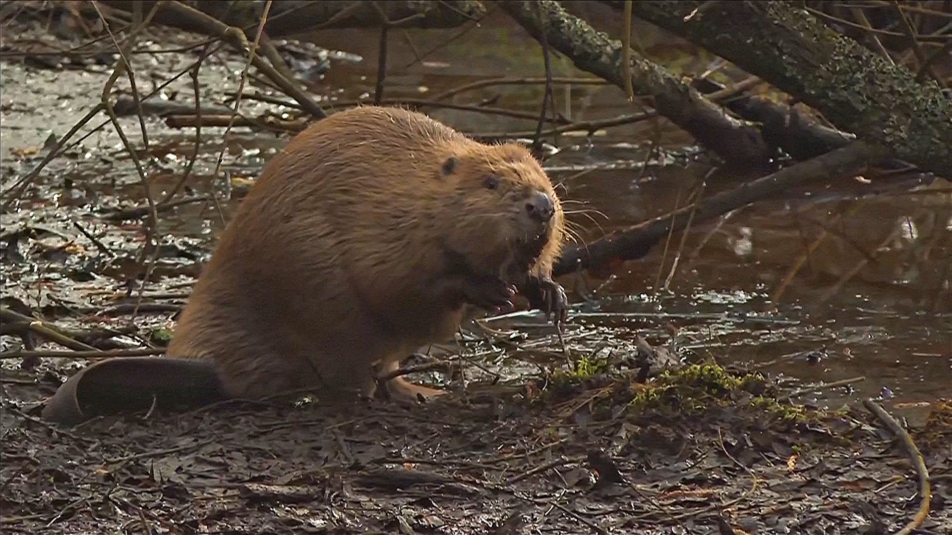 Диких бобров впервые за 400 лет официально выпустили в Англии Диких бобров впервые за 400 лет официально выпустили в Англии