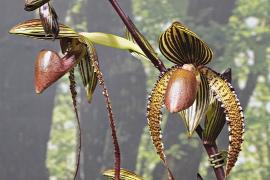 10 тысяч орхидей представили на ежегодной выставке на Тайване