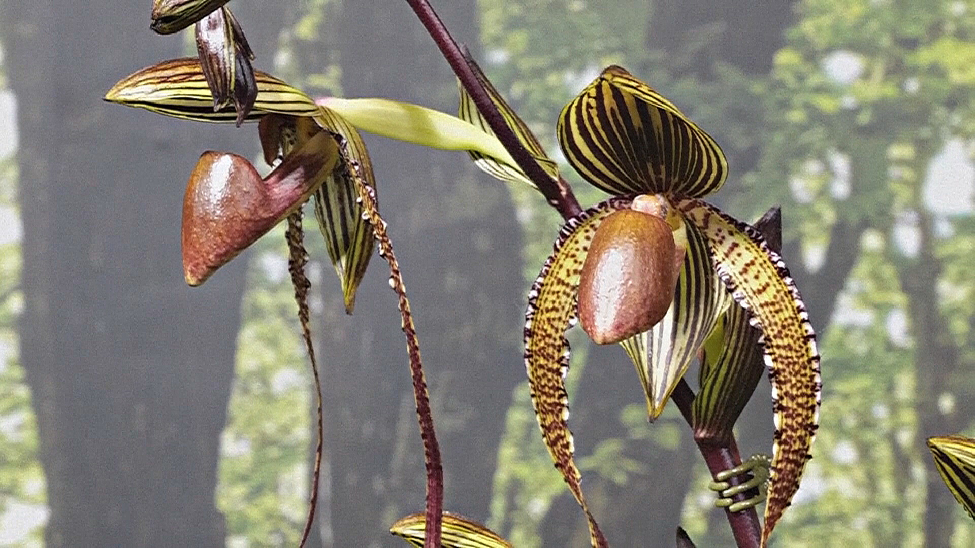 10 тысяч орхидей представили на ежегодной выставке на Тайване 10 тысяч орхидей представили на ежегодной выставке на Тайване