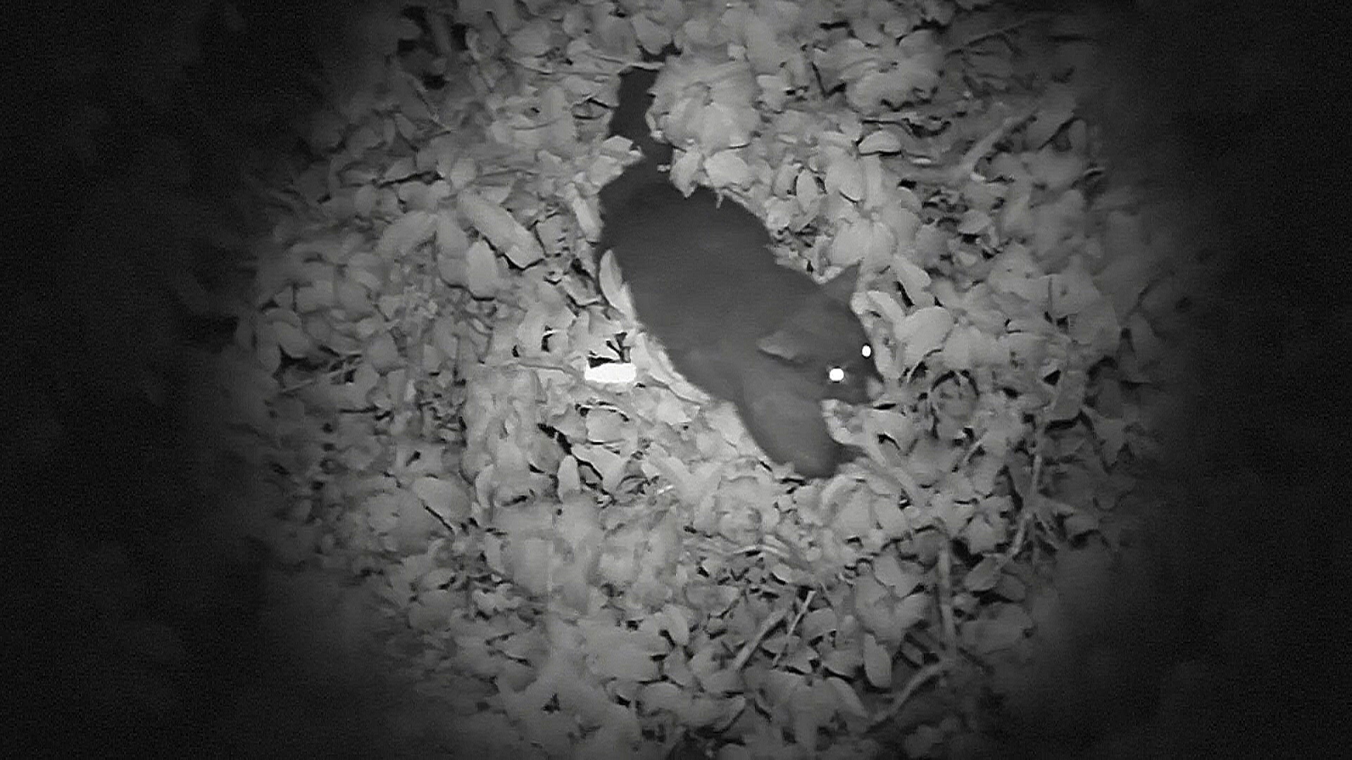 «Умные» дроны задействуют в Новой Зеландии, чтобы искать опоссумов и крыс