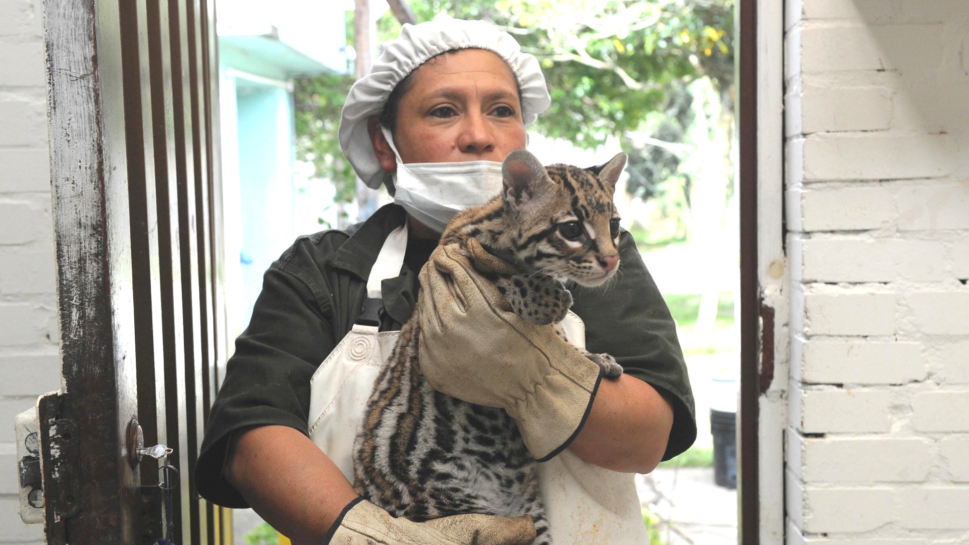 В США оцелотов спасают от исчезновения