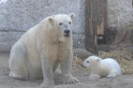 Белый медвежонок Мика только что получил имя и дебютирует в зоопарке Карлсруэ в Германии