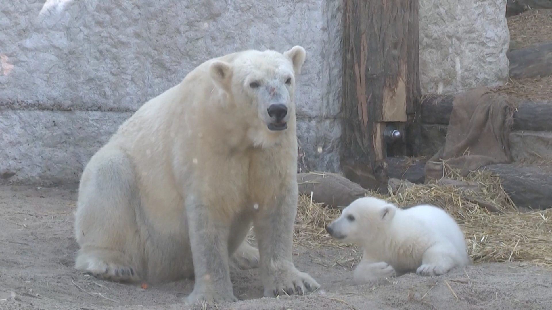 Белый медвежонок Мика только что получил имя и дебютирует в зоопарке Карлсруэ в Германии Белый медвежонок Мика только что получил имя и дебютирует в зоопарке Карлсруэ в Германии