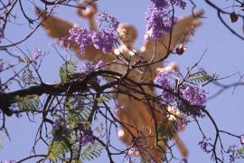 Фиолетовые цветы жакаранды украсили улицы Мехико