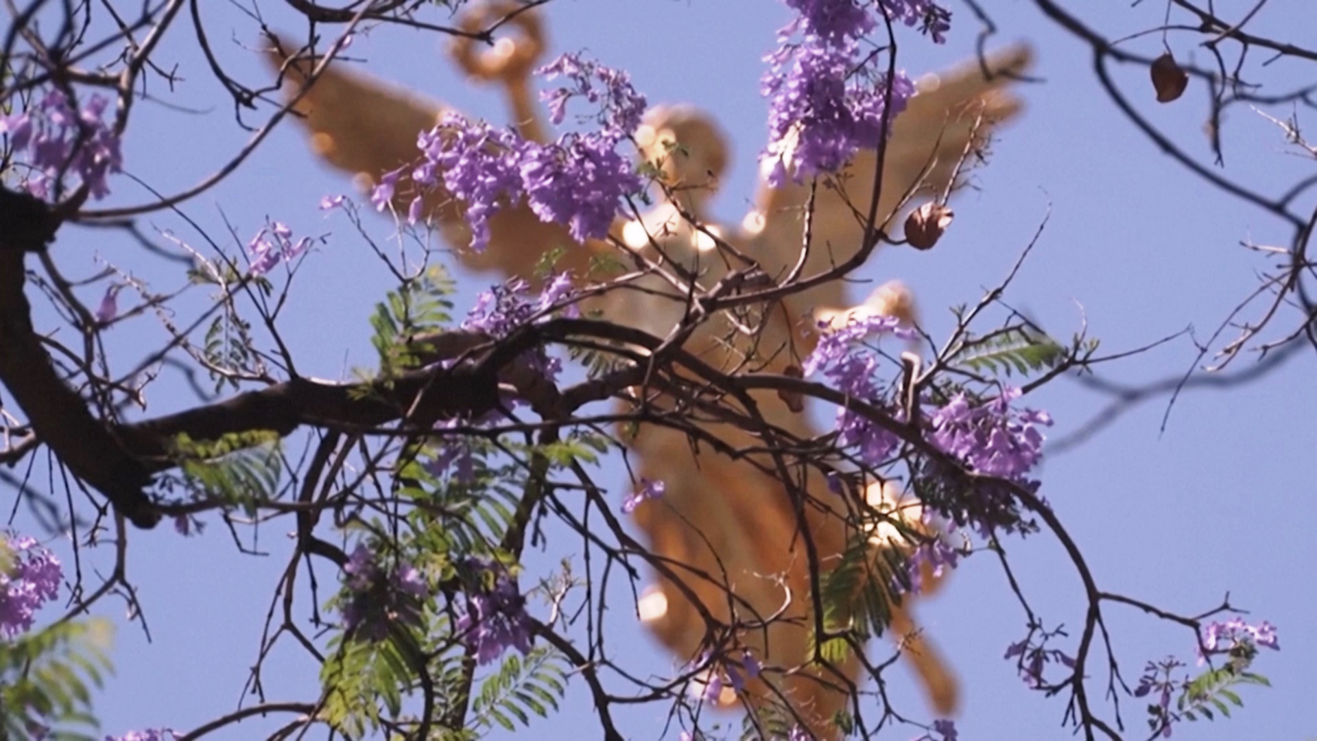 Фиолетовые цветы жакаранды украсили улицы Мехико