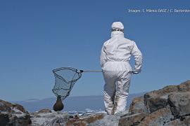 Чилийские учёные обнаружили высокопатогенный птичий грипп у антарктических птиц