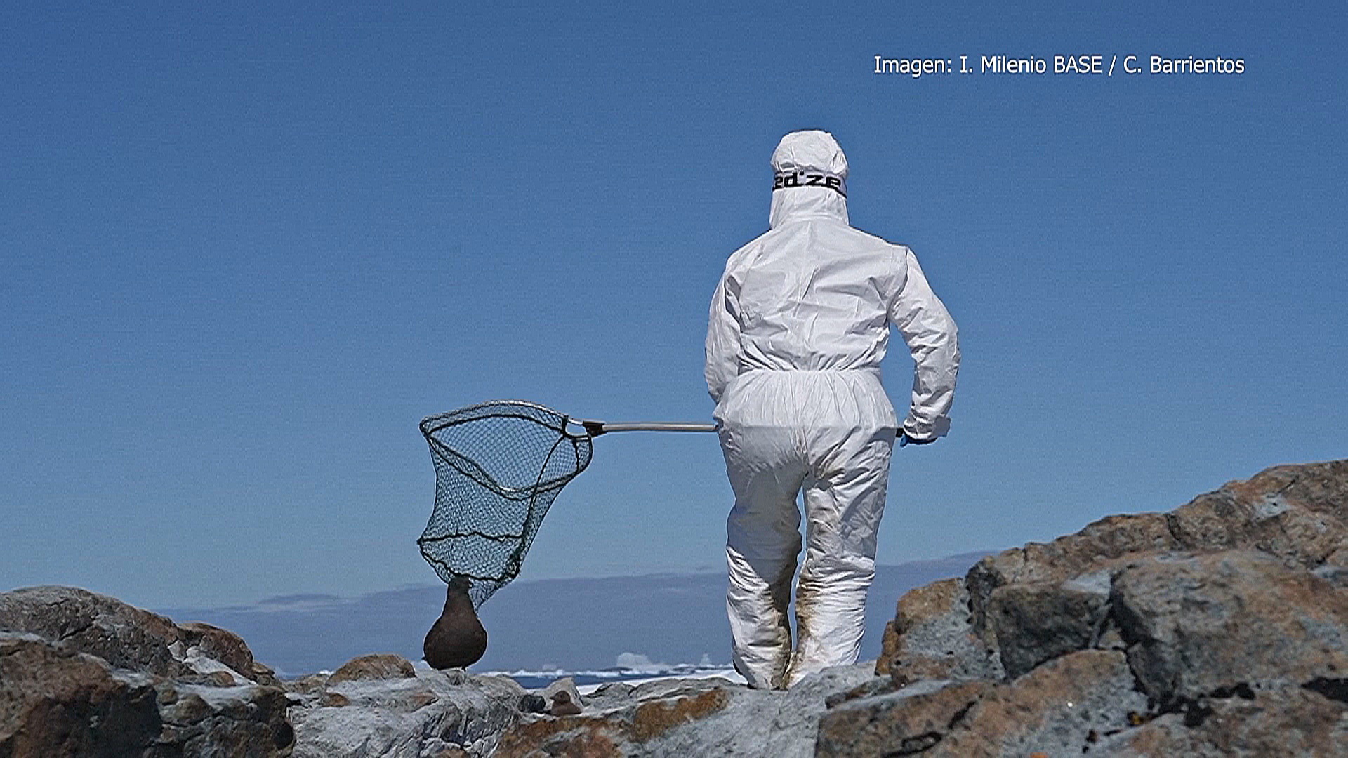 Чилийские учёные обнаружили высокопатогенный птичий грипп у антарктических птиц Чилийские учёные обнаружили высокопатогенный птичий грипп у антарктических птиц