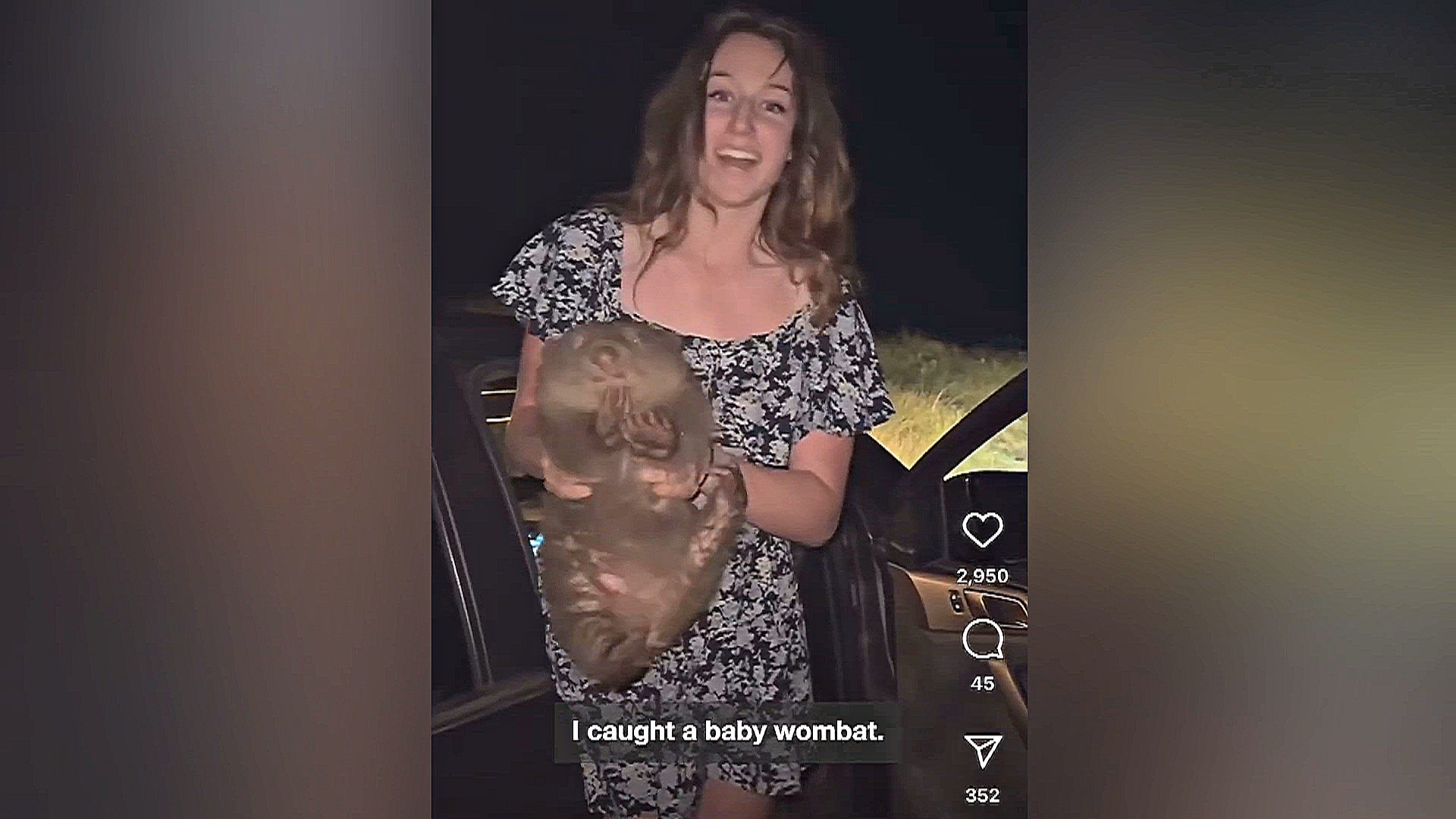 Американская блогерша обидела австралийцев, забрав детёныша вомбата у матери Американская блогерша обидела австралийцев, забрав детёныша вомбата у матери
