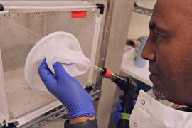 Учёные хотят генетически модифицировать комаров, чтобы остановить малярию