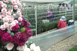 В Колумбии каждый год выращивают новые сорта гвоздик