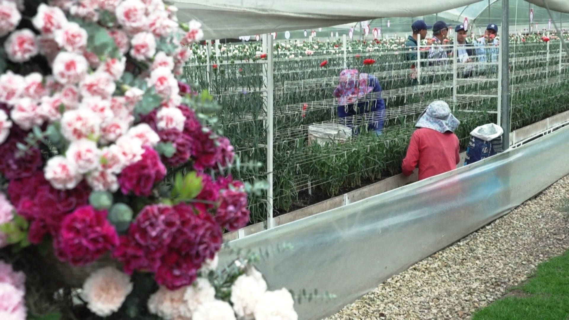 В Колумбии каждый год выращивают новые сорта гвоздик В Колумбии каждый год выращивают новые сорта гвоздик